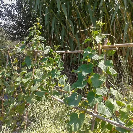 Aroggia Farm Bauernhof Xanthátai