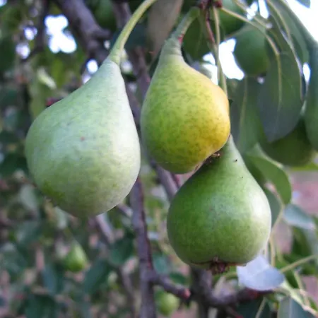 Aroggia Farm Agroturismo Xanthátai