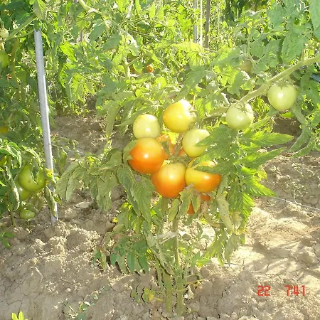 Agroturismo Aroggia Farm *