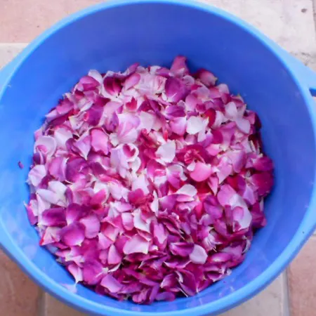 Aroggia Farm 팜스테이