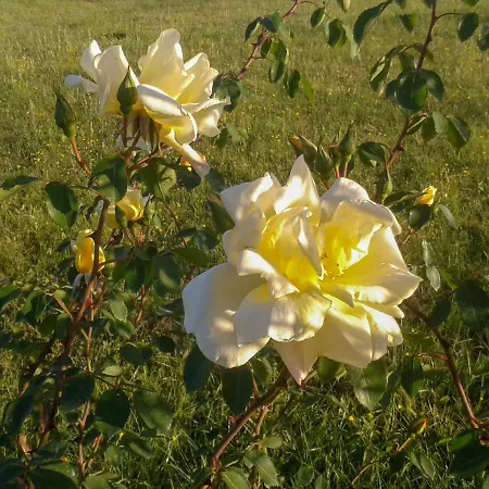 Aroggia Farm Xanthátai