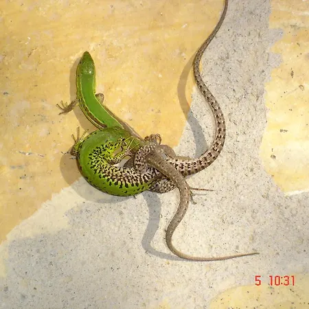 팜스테이 Aroggia Farm *