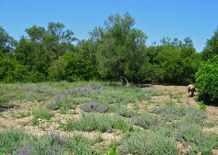 Aroggia Farm