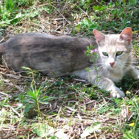 Aroggia Farm Çiftlik konaklama