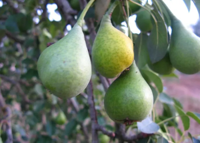 Aroggia Farm Farma Xanthátai