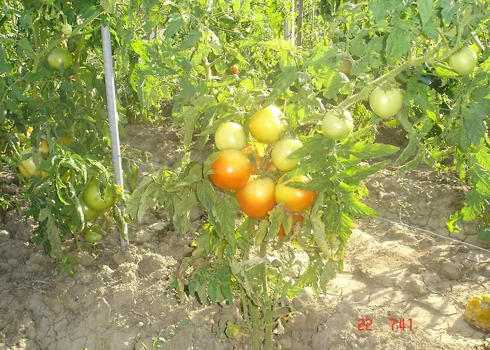 Farma Aroggia Farm *
