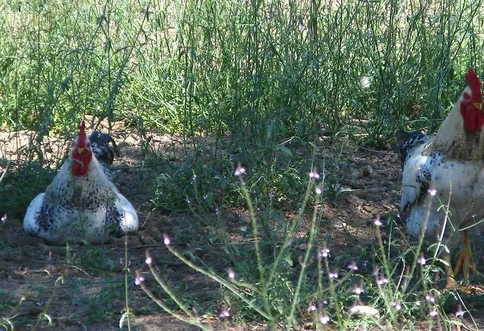 Farma Aroggia Farm Xanthátai