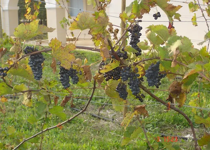 Aroggia Farm Farma